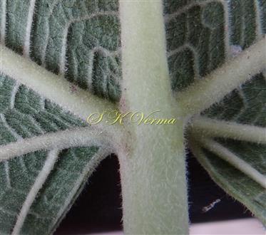  Leaf- Basal Part (Abaxial view)